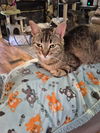 adoptable Cat in mooresville, NC named Ronni