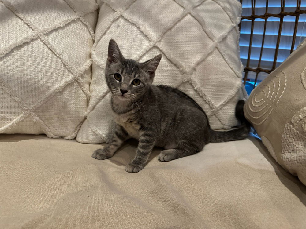 adoptable Cat in Mooresville, NC named Lucy