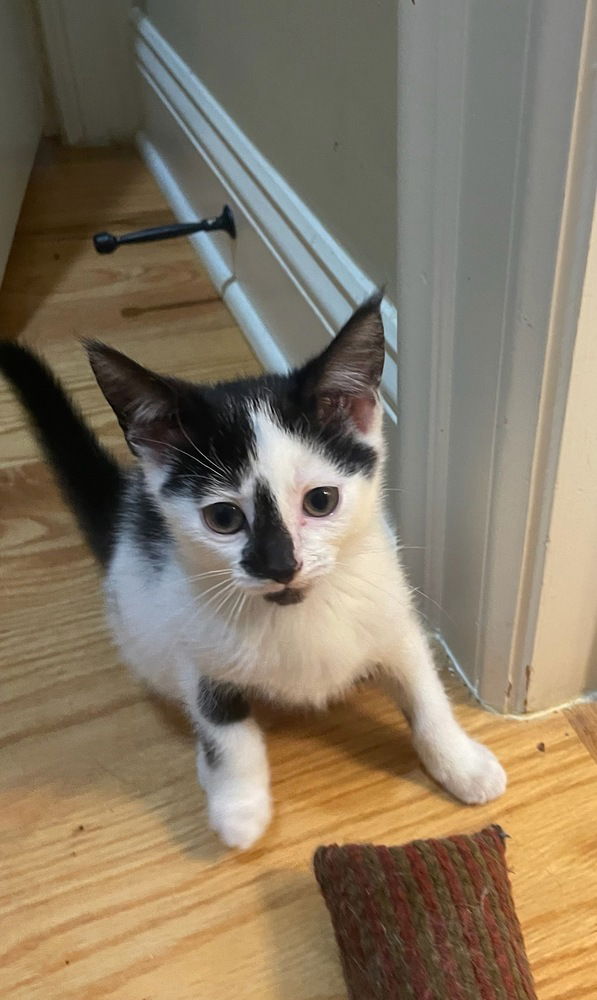 adoptable Cat in Mooresville, NC named Jazz