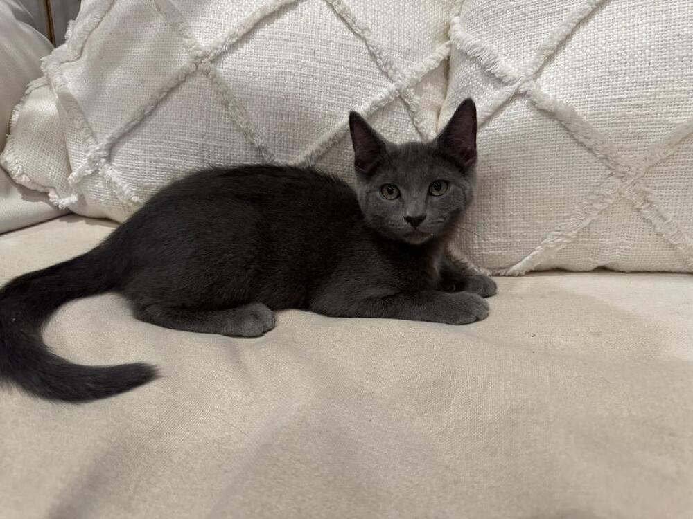 adoptable Cat in Mooresville, NC named Luna