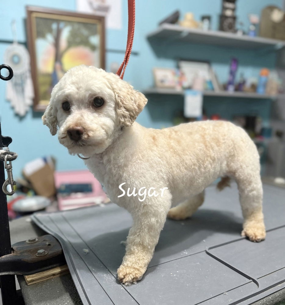 adoptable Dog in Mooresville, NC named Sugar