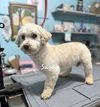 adoptable Dog in mooresville, NC named Sugar