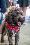 adoptable Dog in mooresville, NC named Teddi