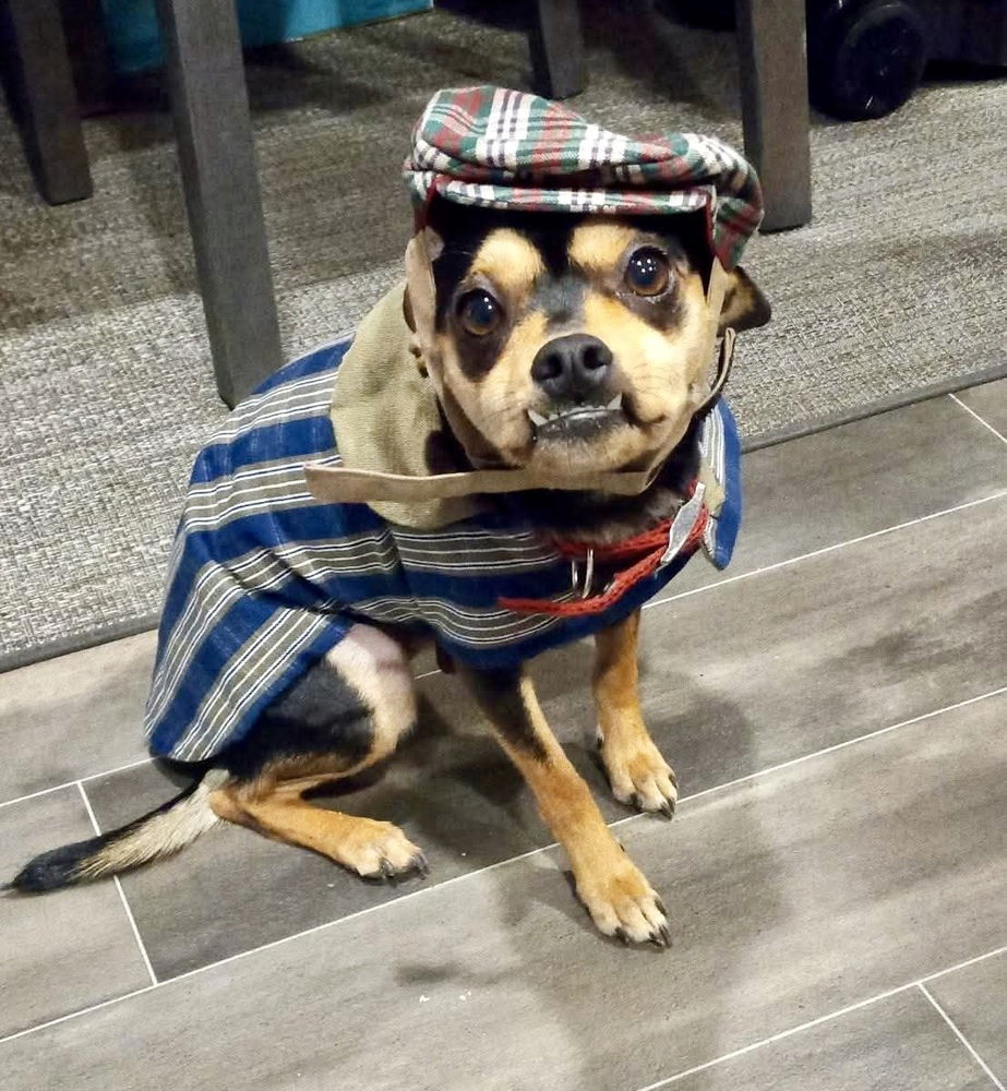 adoptable Dog in Mooresville, NC named Biscuit