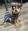 adoptable Dog in mooresville, NC named Biscuit