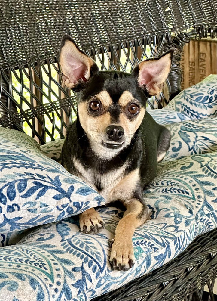 adoptable Dog in Mooresville, NC named Biscuit