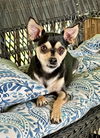 adoptable Dog in Mooresville, NC named Biscuit