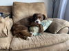 adoptable Dog in mooresville, NC named Savannah