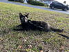 adoptable Cat in mooresville, NC named Princess Peanut Butter (PB)
