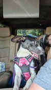 adoptable Dog in mooresville, NC named Mila