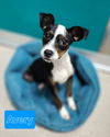adoptable Dog in mooresville, NC named Avery