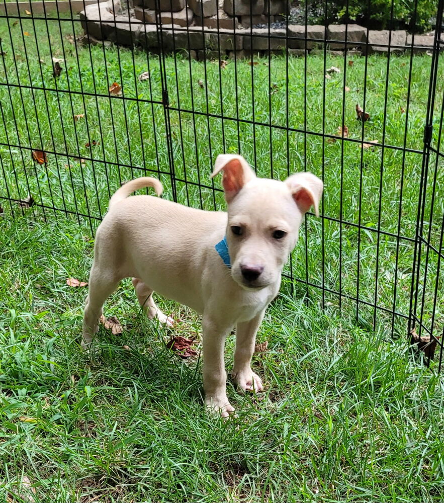 adoptable Dog in Mooresville, NC named Henry