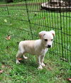 adoptable Dog in  named Brodie