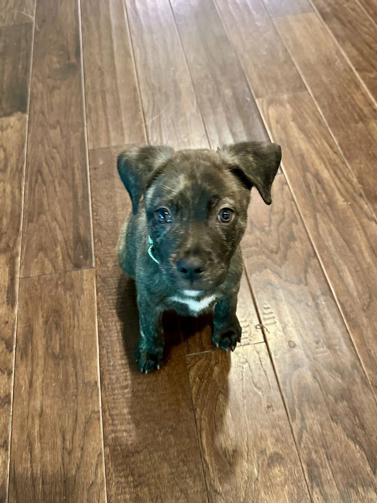 adoptable Dog in Mooresville, NC named Indiana