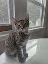 adoptable Cat in mooresville, NC named Nebula