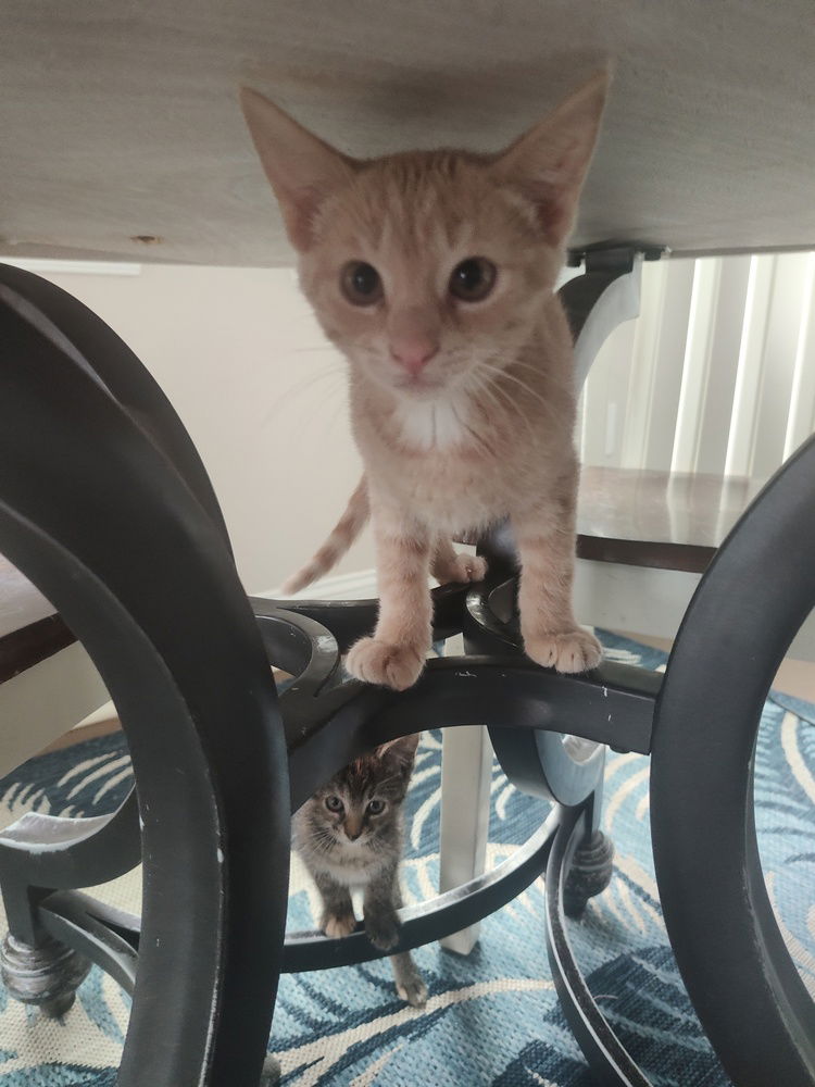 adoptable Cat in Mooresville, NC named Star