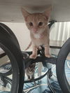 adoptable Cat in mooresville, NC named Star