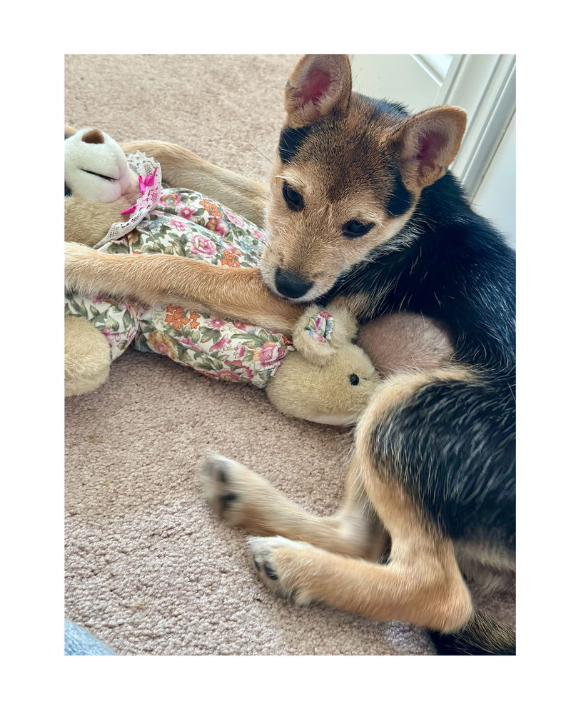 adoptable Dog in Mooresville, NC named Izzie