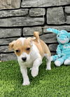 adoptable Dog in  named Cadence