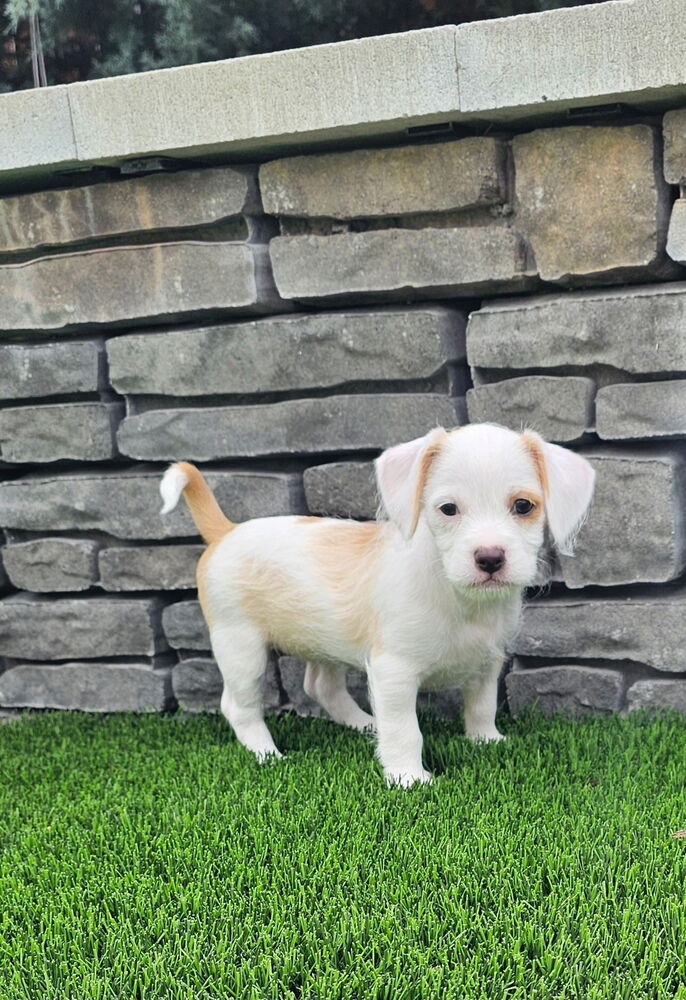 adoptable Dog in Mooresville, NC named Melody