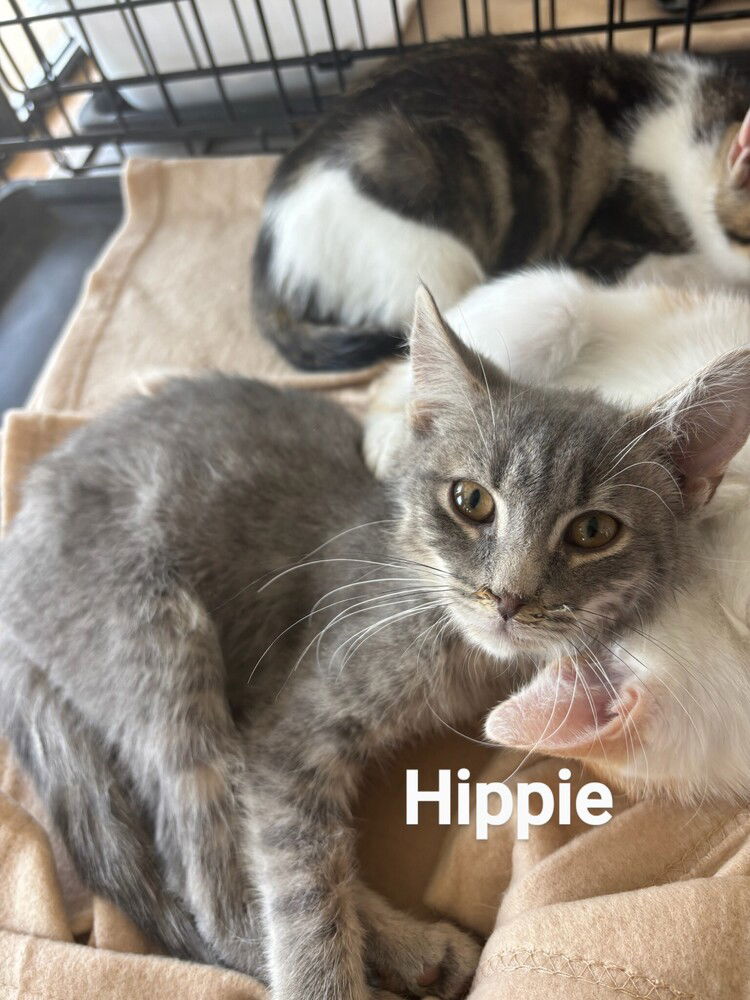 adoptable Cat in Mooresville, NC named Hippie
