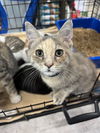 adoptable Cat in mooresville, NC named Opal