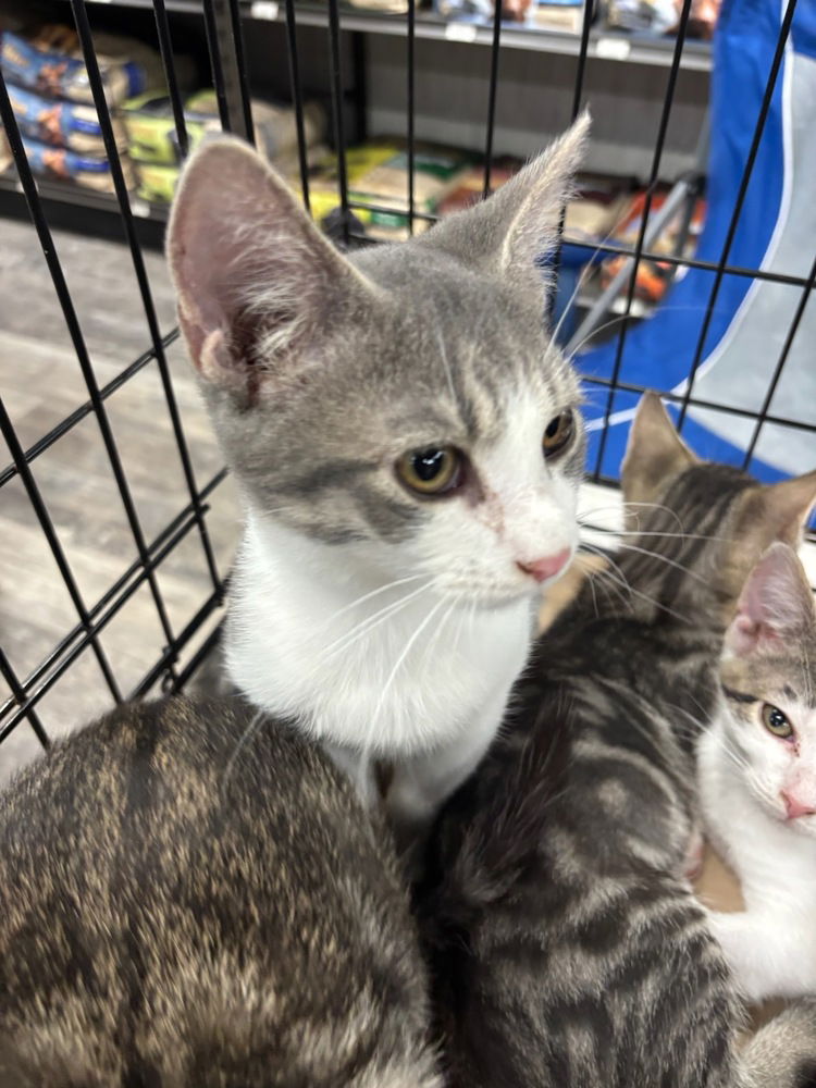 adoptable Cat in Mooresville, NC named Jett