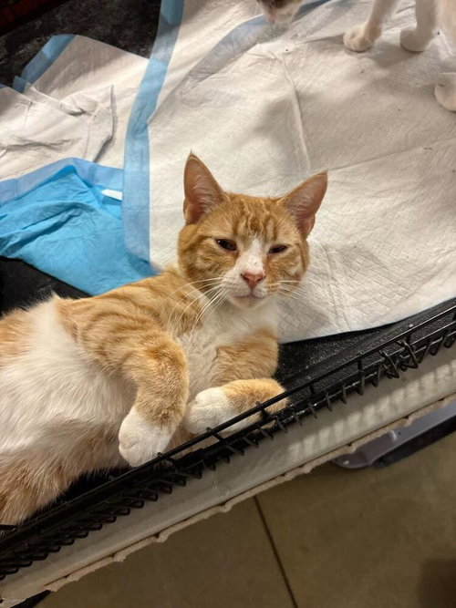 picture of the cat needing adoption
