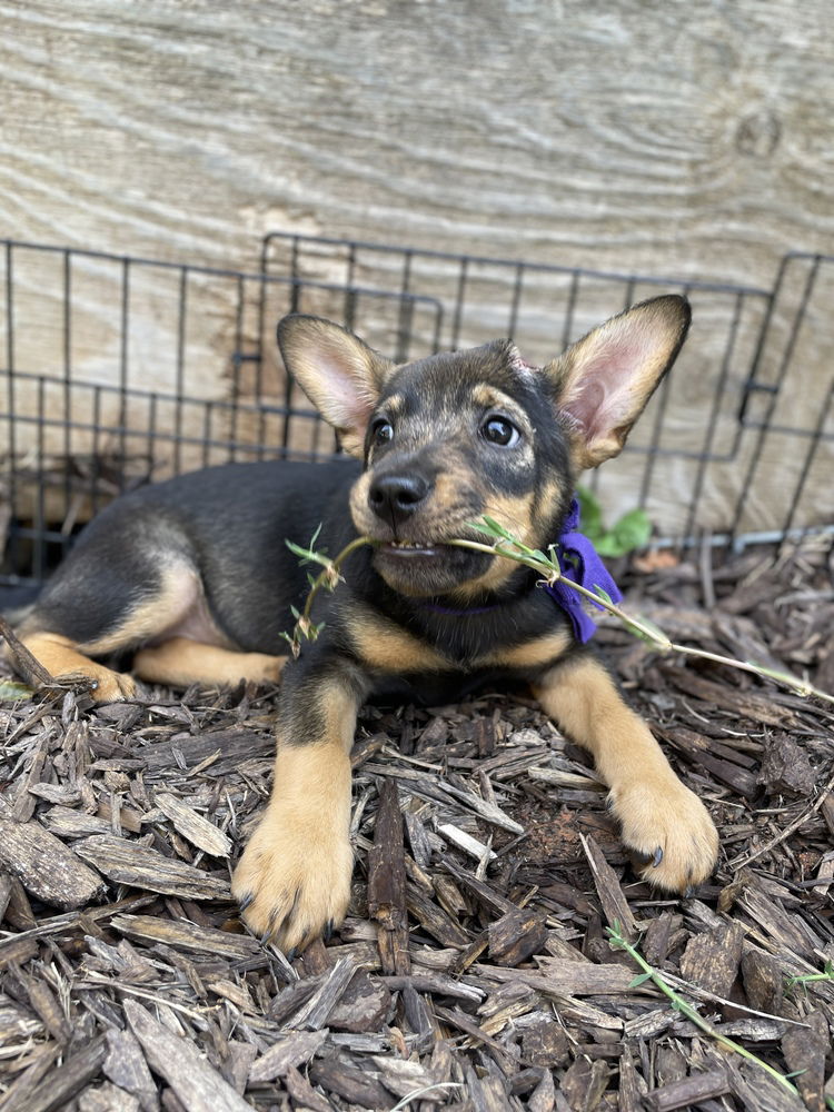 adoptable Dog in Mooresville, NC named Willa