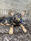 adoptable Dog in mooresville, NC named Willa