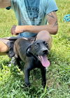 adoptable Dog in mooresville, NC named Shelia