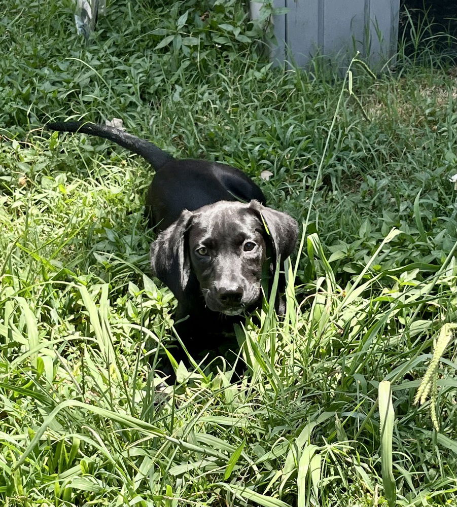 adoptable Dog in Mooresville, NC named Todd