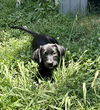 adoptable Dog in mooresville, NC named Todd