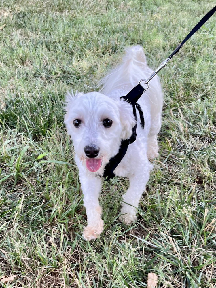 adoptable Dog in Mooresville, NC named Prince