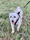 adoptable Dog in mooresville, NC named Prince