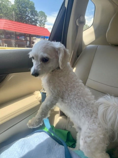 adoptable Dog in Mooresville, NC named Prince