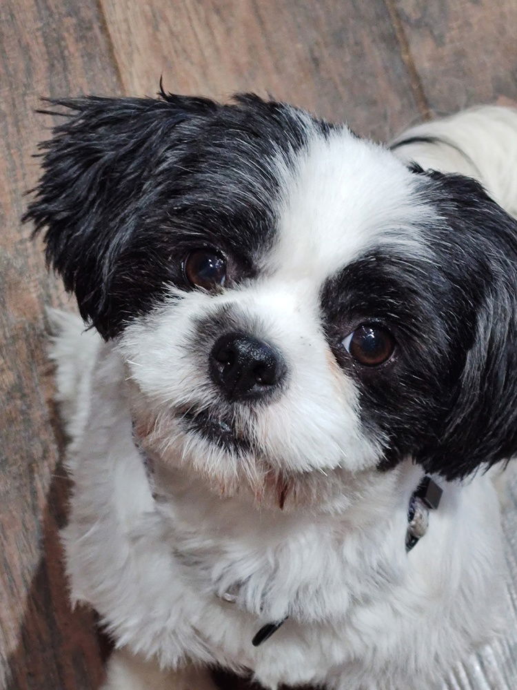 adoptable Dog in Mooresville, NC named Lucylu