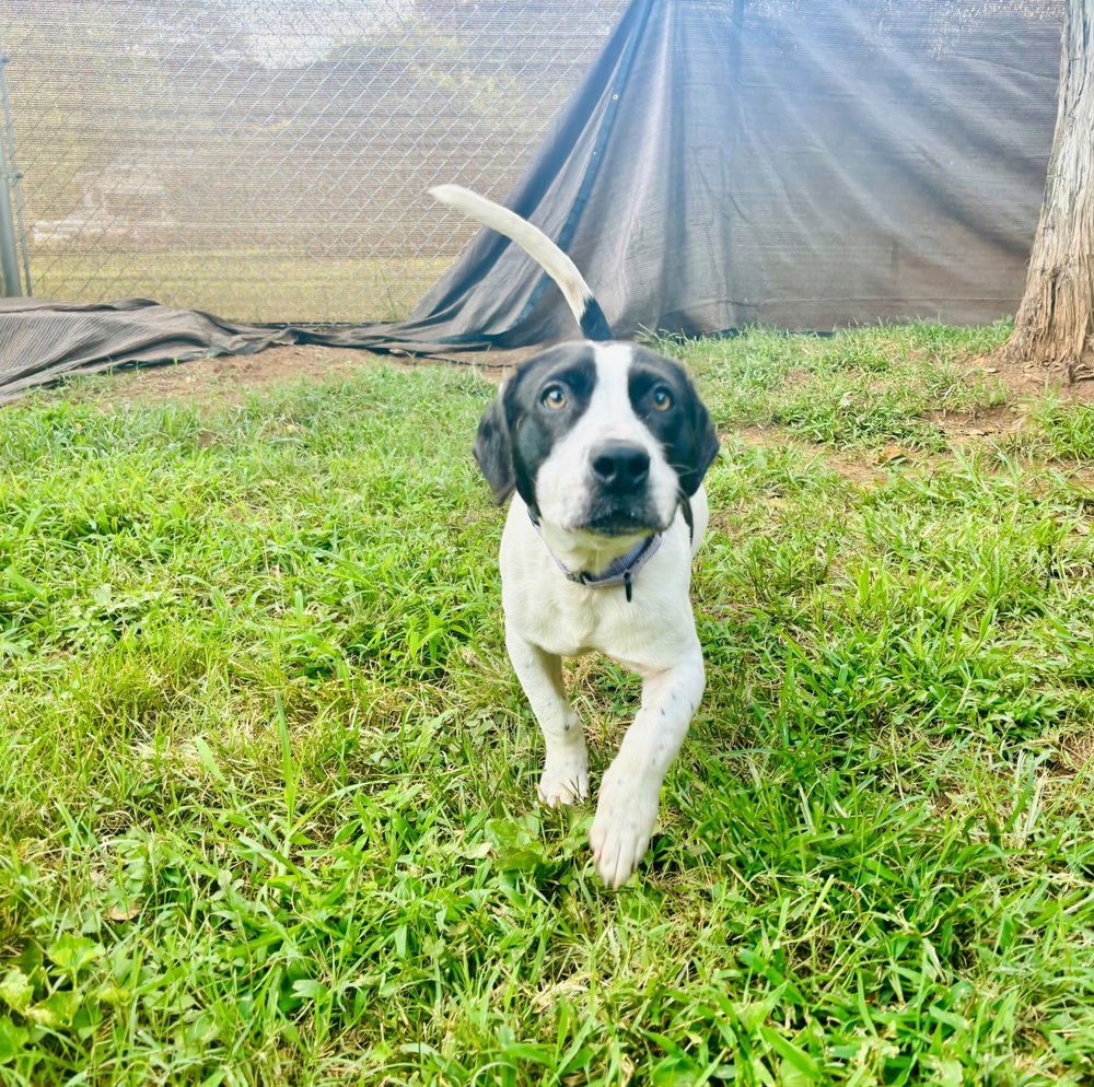 adoptable Dog in Mooresville, NC named Porter