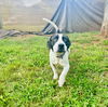 adoptable Dog in mooresville, NC named Porter