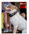 adoptable Dog in  named Lucy