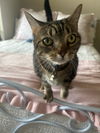adoptable Cat in  named Kinks