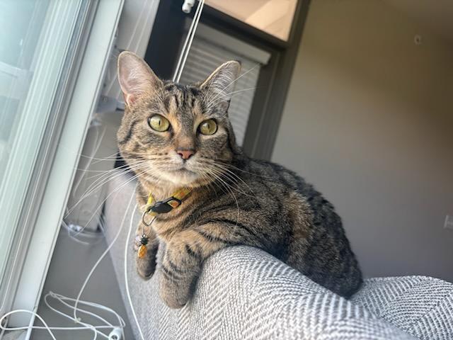 adoptable Cat in Mooresville, NC named Mac