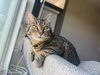 adoptable Cat in  named Mac
