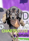 adoptable Dog in  named Chartreuse