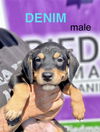adoptable Dog in  named Denim