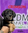 adoptable Dog in  named Crimson