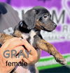 adoptable Dog in  named Gray