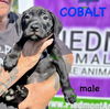 adoptable Dog in  named Cobalt