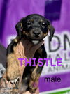 adoptable Dog in  named Thistle
