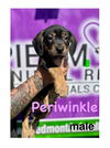 adoptable Dog in  named Periwinkle